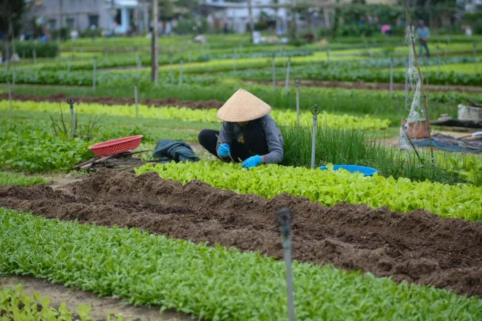Khu sơ chế và cân hàng